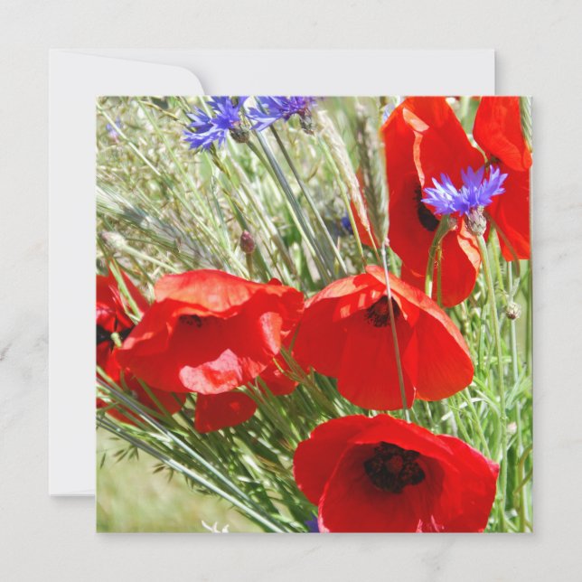 Foto do Red Poppy, Cottage Garden (Frente)
