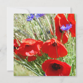 Foto do Red Poppy, Cottage Garden