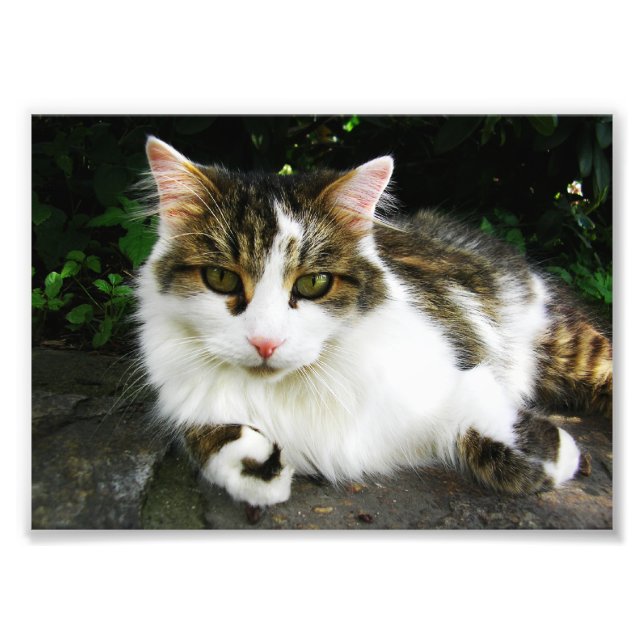 Foto do Tabby Branco (Frente)