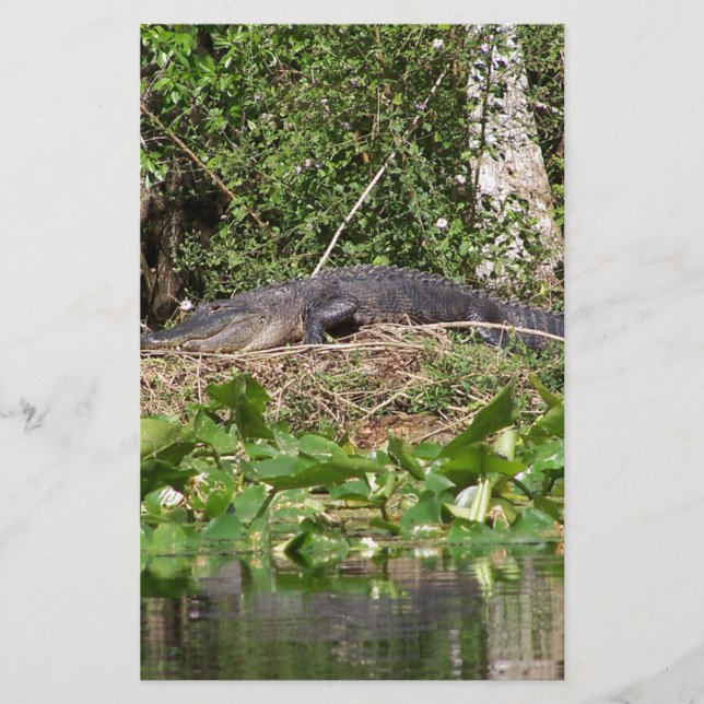 Foto do zoom do gator luv (Frente)