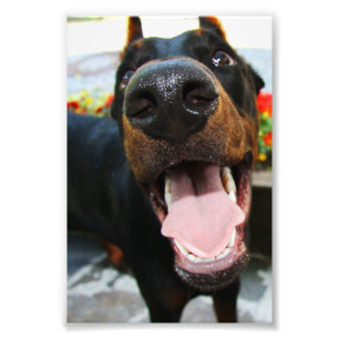 Foto Doberman Photo