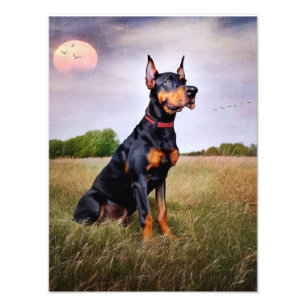 Foto Doberman Pinscher