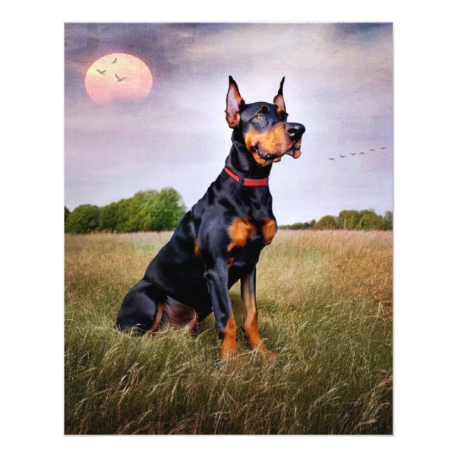 Foto Doberman Pinscher (Frente)