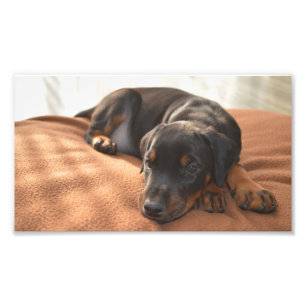 Foto doberman-pinscher-filhote