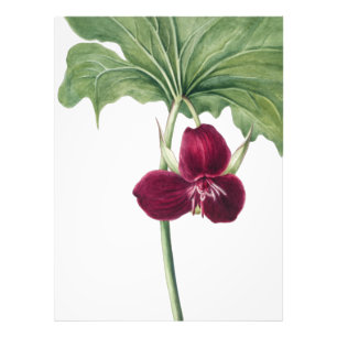 Foto Doce Trillium Botânico Impressão: Capturando a Nat