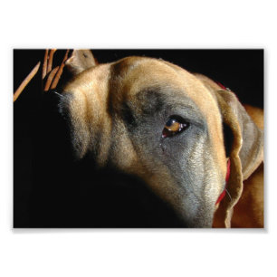 Foto Doggenauge