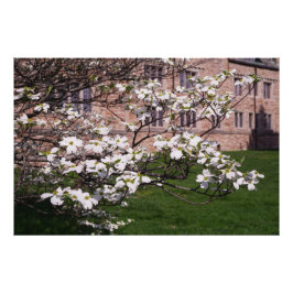 Foto Dogwood Branco 36"x24"