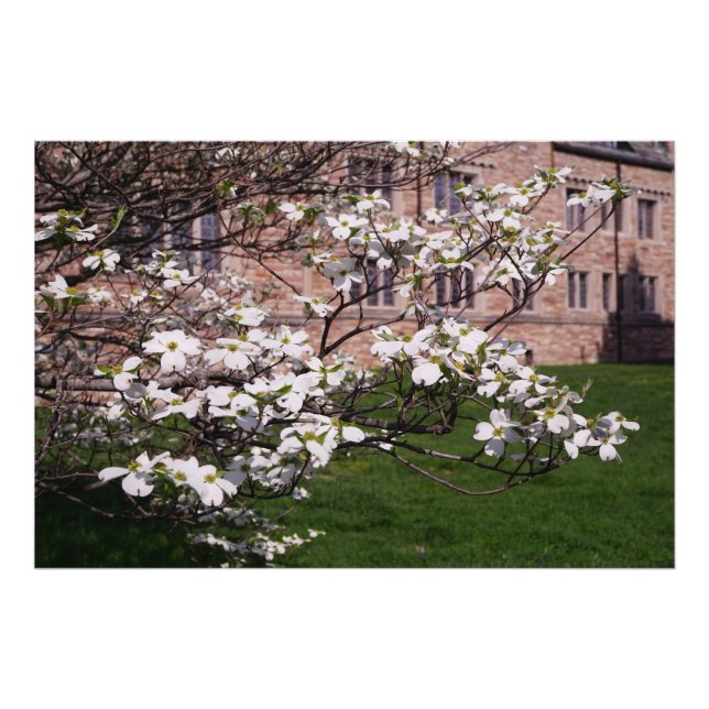 Foto Dogwood Branco 36"x24" (Frente)