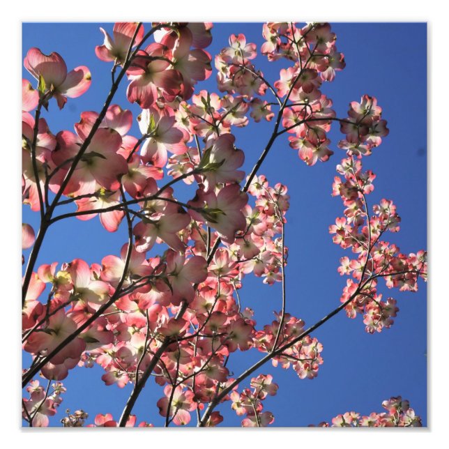Foto Dogwood rosa de 12"x12" (Frente)