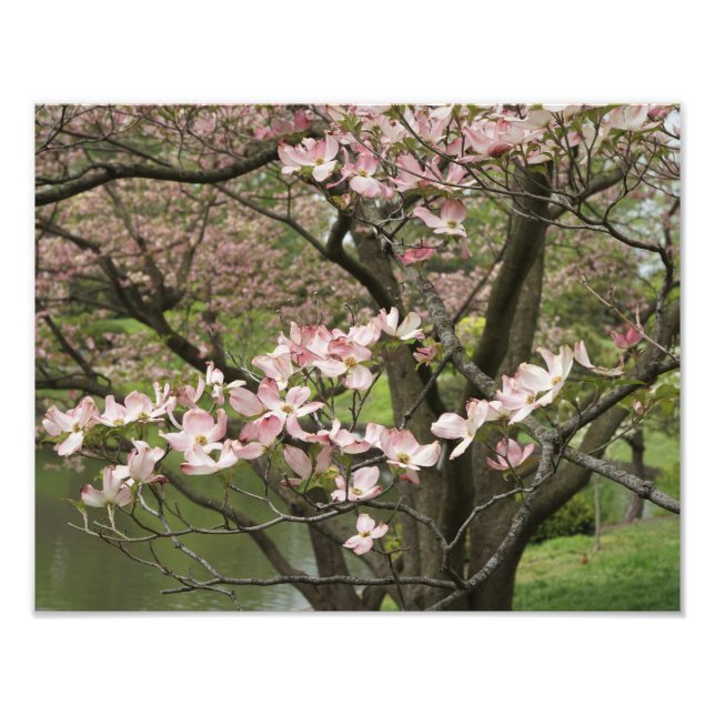 Foto Dogwood rosa de 14"x11" (Frente)