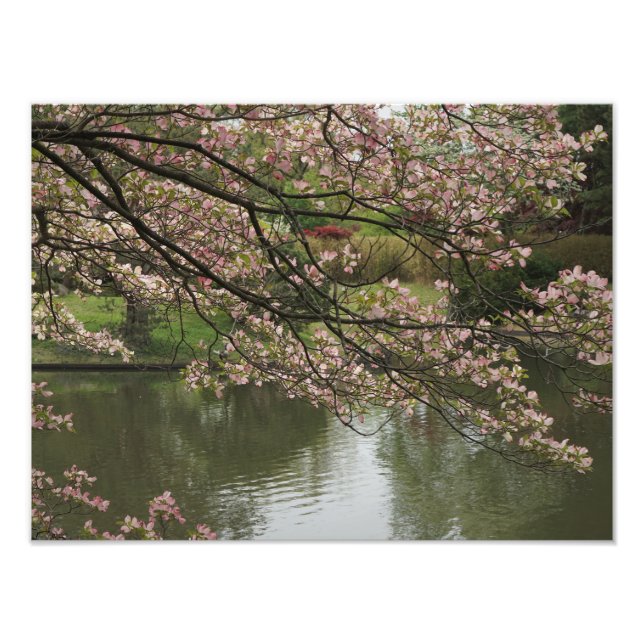 Foto Dogwood rosa de 16"x12" (Frente)