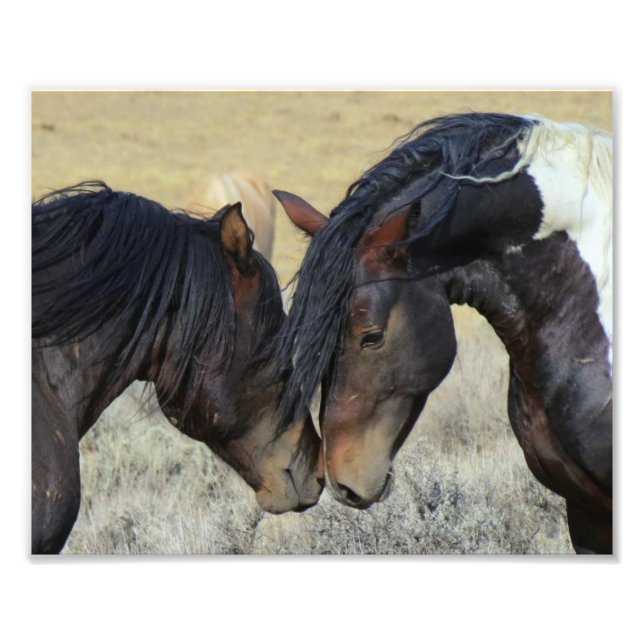 Foto Dois Cavalos Selvagens Marrons Nuzzling (Frente)
