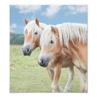 Foto dois Haflinger cavalo