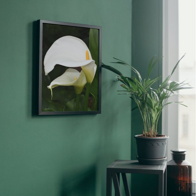 Foto Dois Lírios Calla Brancos Floral (In Situ Framed)