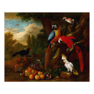 Foto Dois Macaws uma Cockatoo e um Jay com Fruta