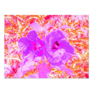 Foto Dois roxos e hibiscus louco da ameixa do rosa