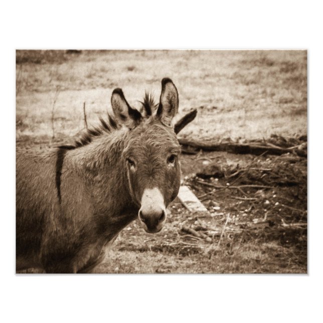 Foto Donkey (Frente)