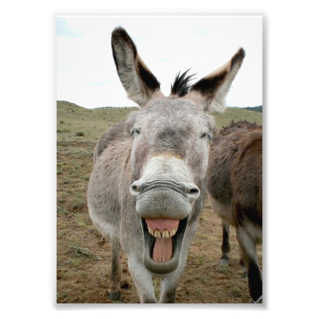 Foto Donkey Smile (Frente)