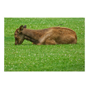 Foto Dormir Pequeno