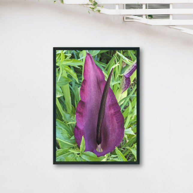 Foto Dragão Roxo Blooming Lily Floral (In Situ (Framed))