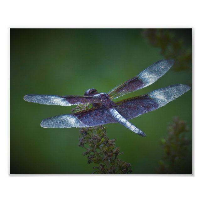 Foto Dragonfly (Frente)
