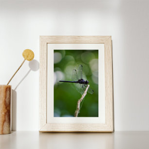 Foto Dragonfly