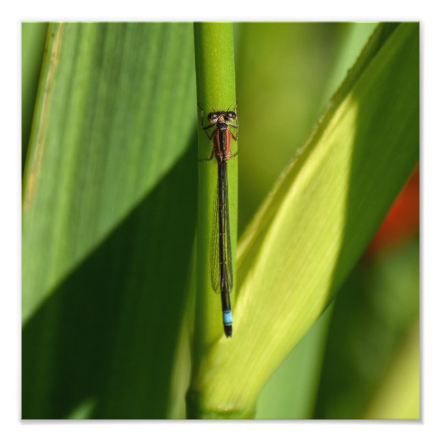 Foto Dragonfly (Frente)