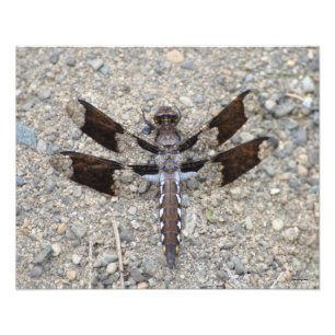 Foto Dragonfly 16X20 - Uma cauda branca comum