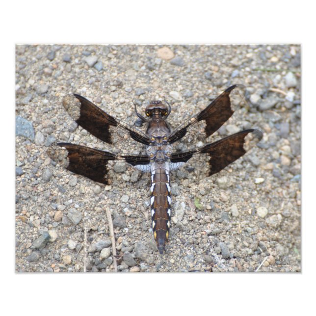 Foto Dragonfly 16X20 - Uma cauda branca comum (Frente)