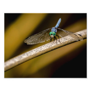 Foto Dragonfly 8379-2-Azul
