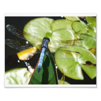 Foto Dragonfly 8x10 com corpo azul e sombra