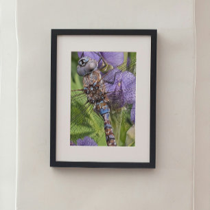 Foto Dragonfly Darner de olhos azuis na Flor