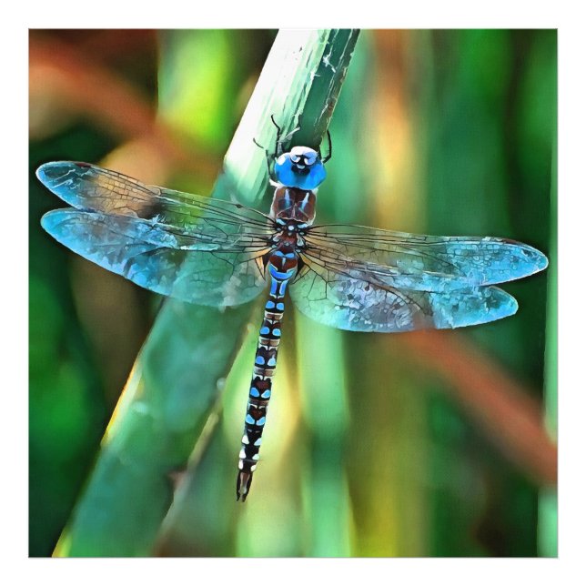 Foto Dragonfly Fantasia em Turquesa e Negro (Frente)