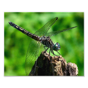 Foto Dragonfly Fechar Natureza 8x10