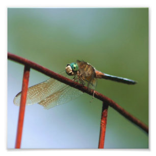 Foto Dragonfly On Wire Fence Close 8x8