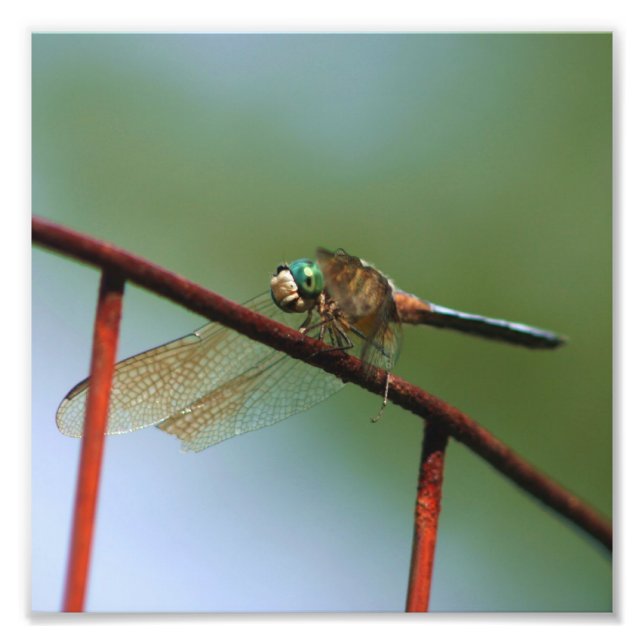 Foto Dragonfly On Wire Fence Close 8x8 (Frente)