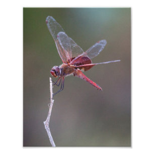 Foto Dragonfly Red Saddlebags Masculinos