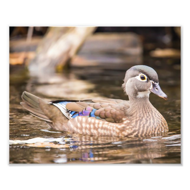 Foto Drake Wood Duck "Secluded" Poster (Frente)