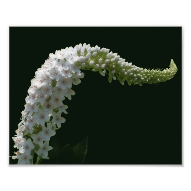Foto Dreamy Curling White Wildflower 8x10 (Frente)