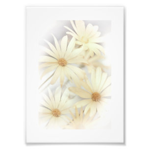 Foto Dreamy Daisies 2