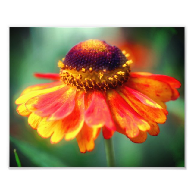 Foto Dreamy Zinnia Flower 8x10 (Frente)