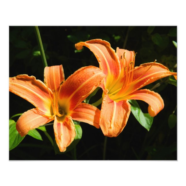 Foto Duas Flores (Frente)