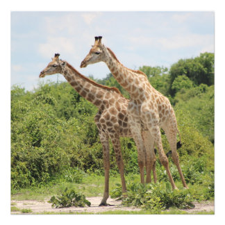 Foto Duas girafas
