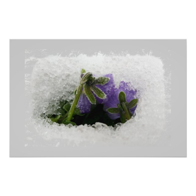 Foto Duas pansias roxas (Frente)