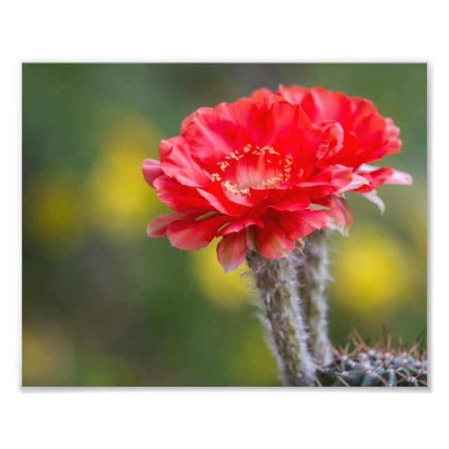 Foto Dueto de fogo (Frente)