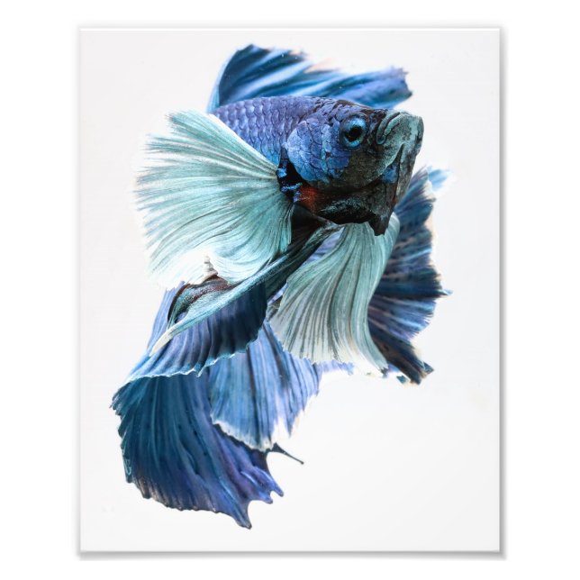 Foto Dumbo Halfmoon Betta Fish (Frente)