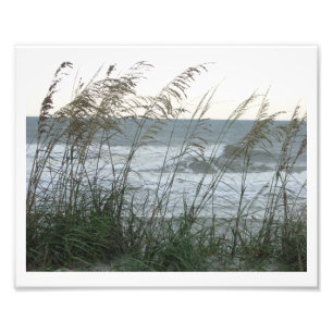 Foto Dunegrass