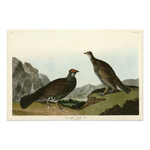 Foto Dusky Grous (Blue Grouse) - Aves de Audubon da Amé