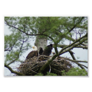 Foto Eagel calvo no impressão x5 fotográfico do ninho