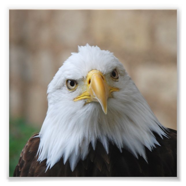 Foto Eagle_2015_0201 (Frente)